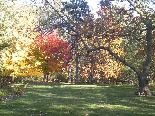 11660 German Church Road Burr Ridge, IL 60527 - Photo 3 of 11 a big yard with trees