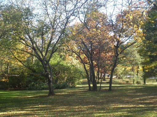 11660 German Church Road Burr Ridge, IL 60527 - Photo 4 of 11 a big yard with trees