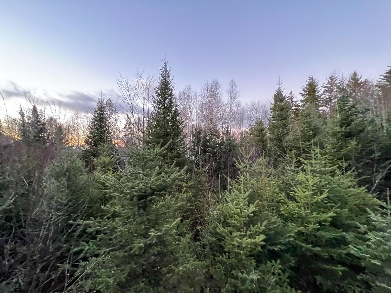 Lot 16 Mill Brook Road Sandy River Plt, ME 04970 - Photo 18 of 44