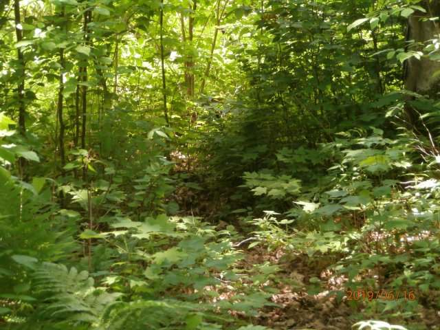 On Highview Lane Rib Lake, WI 54470 - Photo 11 of 15 Gallery Image 11