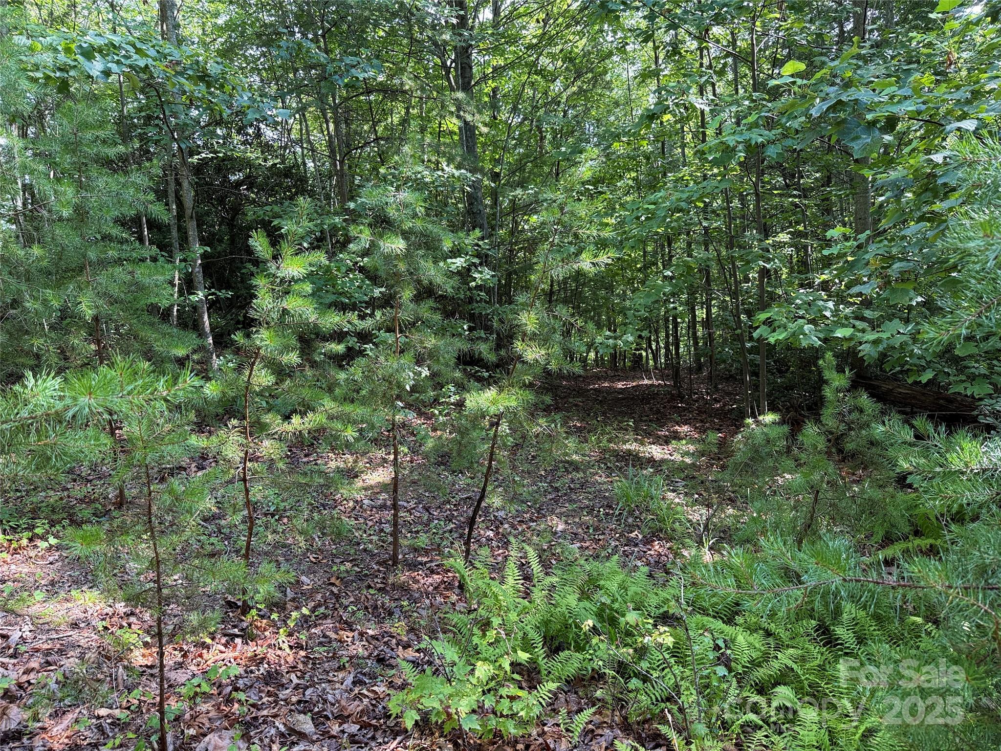 Tbd Deer Run, Unit 231 Purlear, NC 28665 - Photo 11 of 37 a view of forest