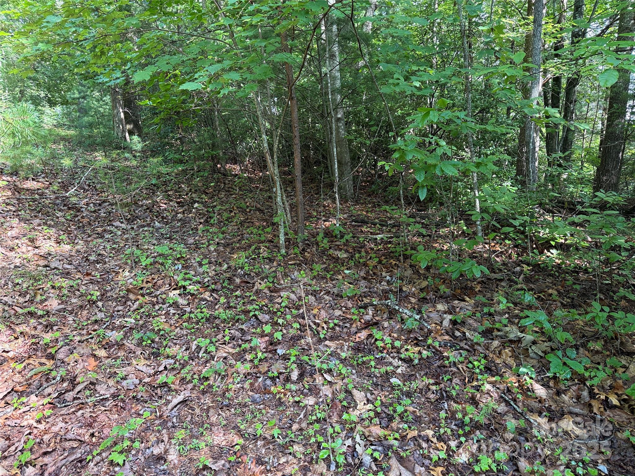Tbd Deer Run, Unit 231 Purlear, NC 28665 - Photo 12 of 37 a view of forest