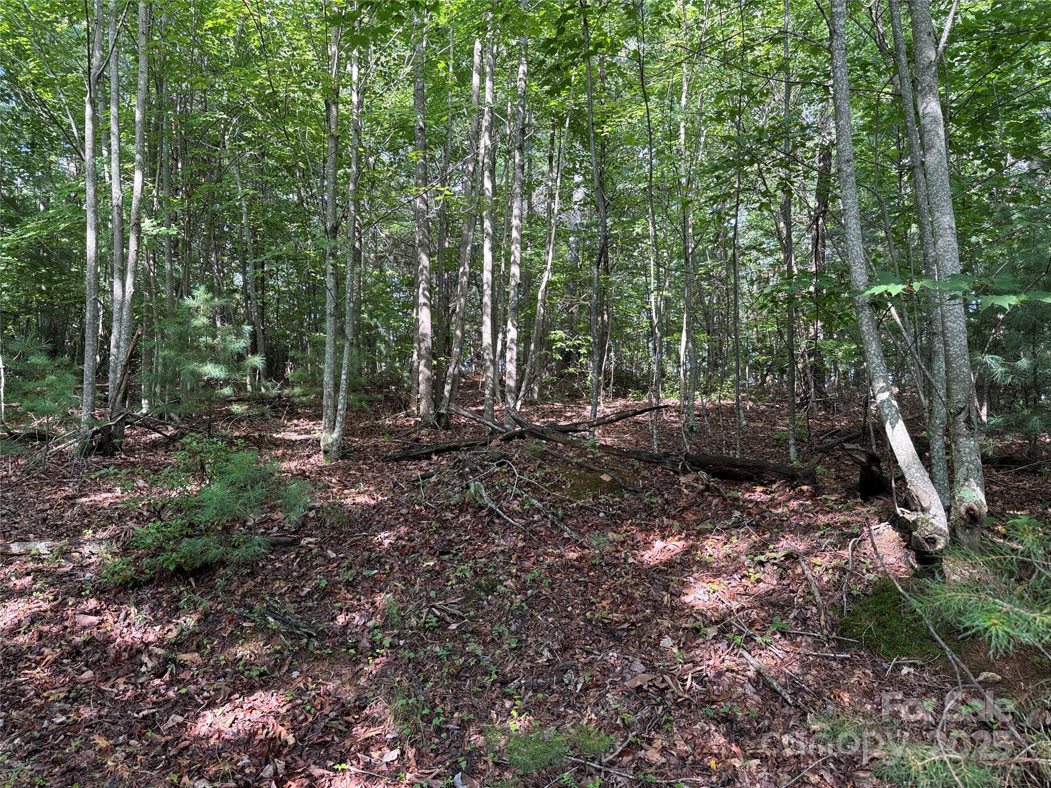 Tbd Deer Run, Unit 231 Purlear, NC 28665 - Photo 13 of 37 a view of outdoor space and tree