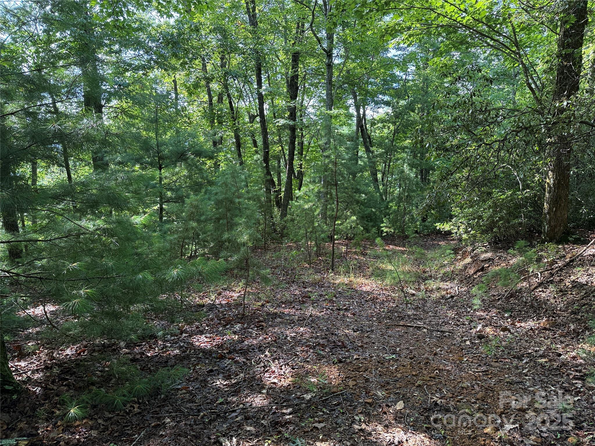 Tbd Deer Run, Unit 231 Purlear, NC 28665 - Photo 14 of 37 a view of a forest with lots of trees