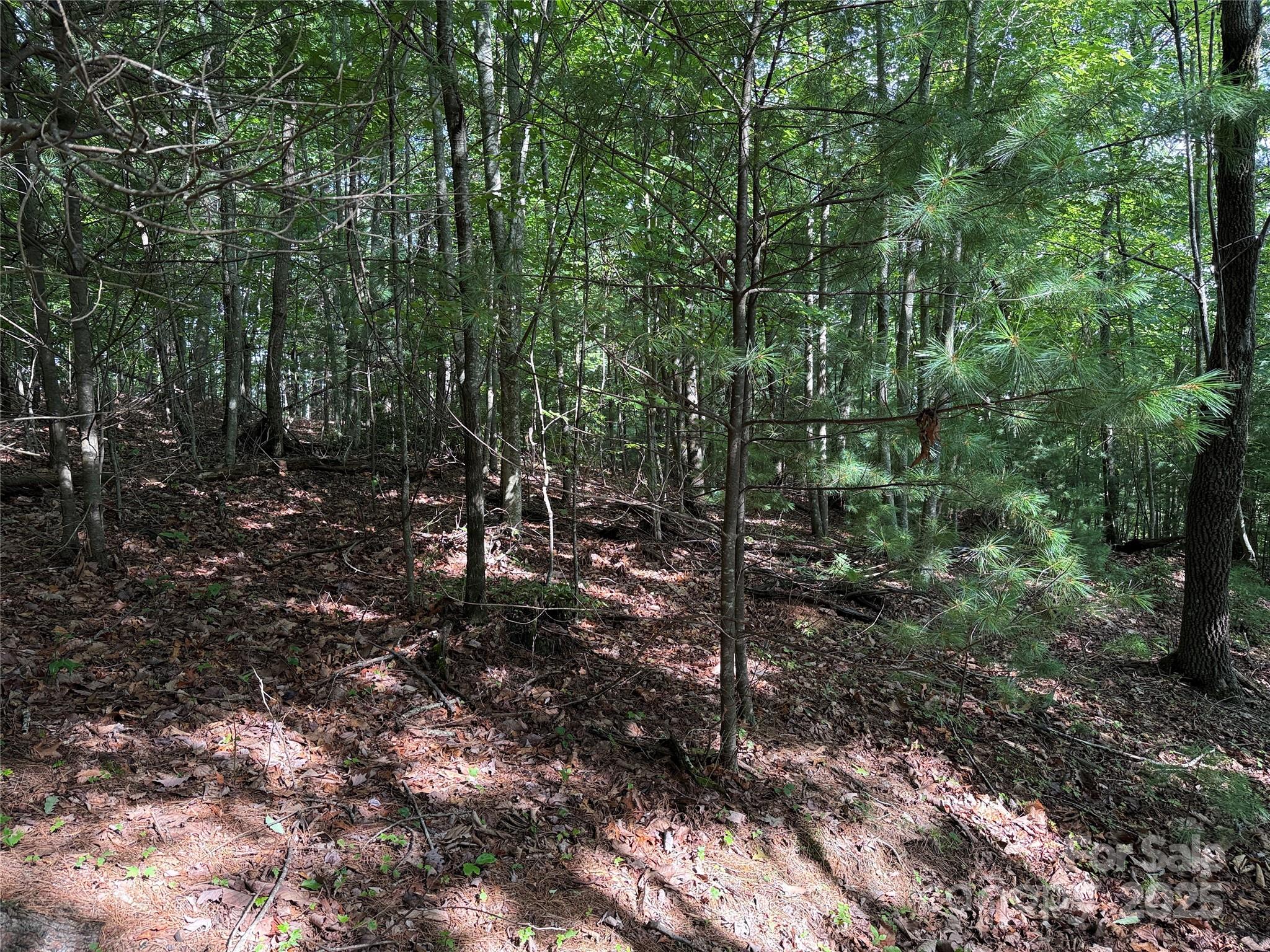 Tbd Deer Run, Unit 231 Purlear, NC 28665 - Photo 16 of 37 a view of a forest with trees in the background