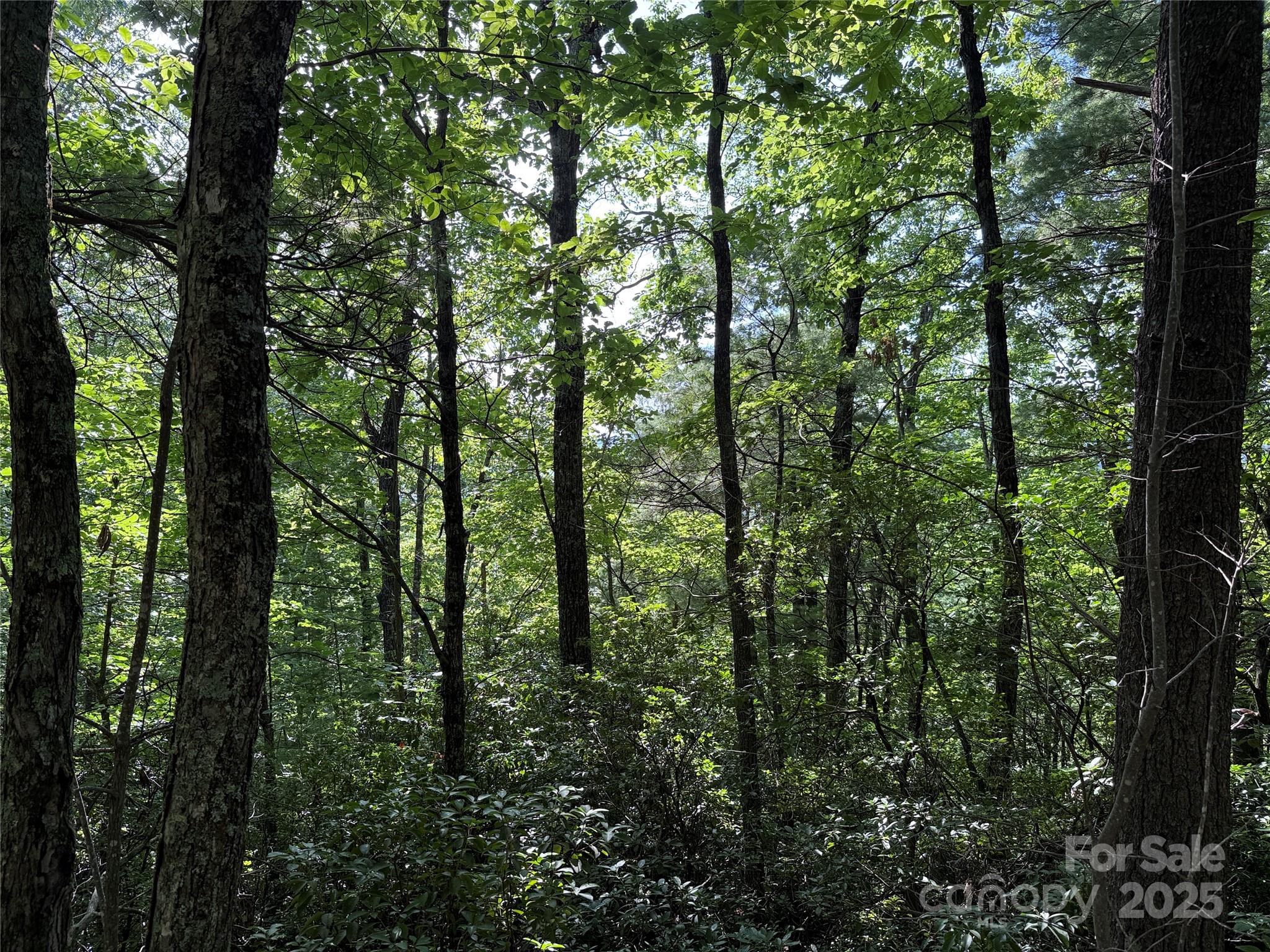 Tbd Deer Run, Unit 231 Purlear, NC 28665 - Photo 17 of 37 a view of forest