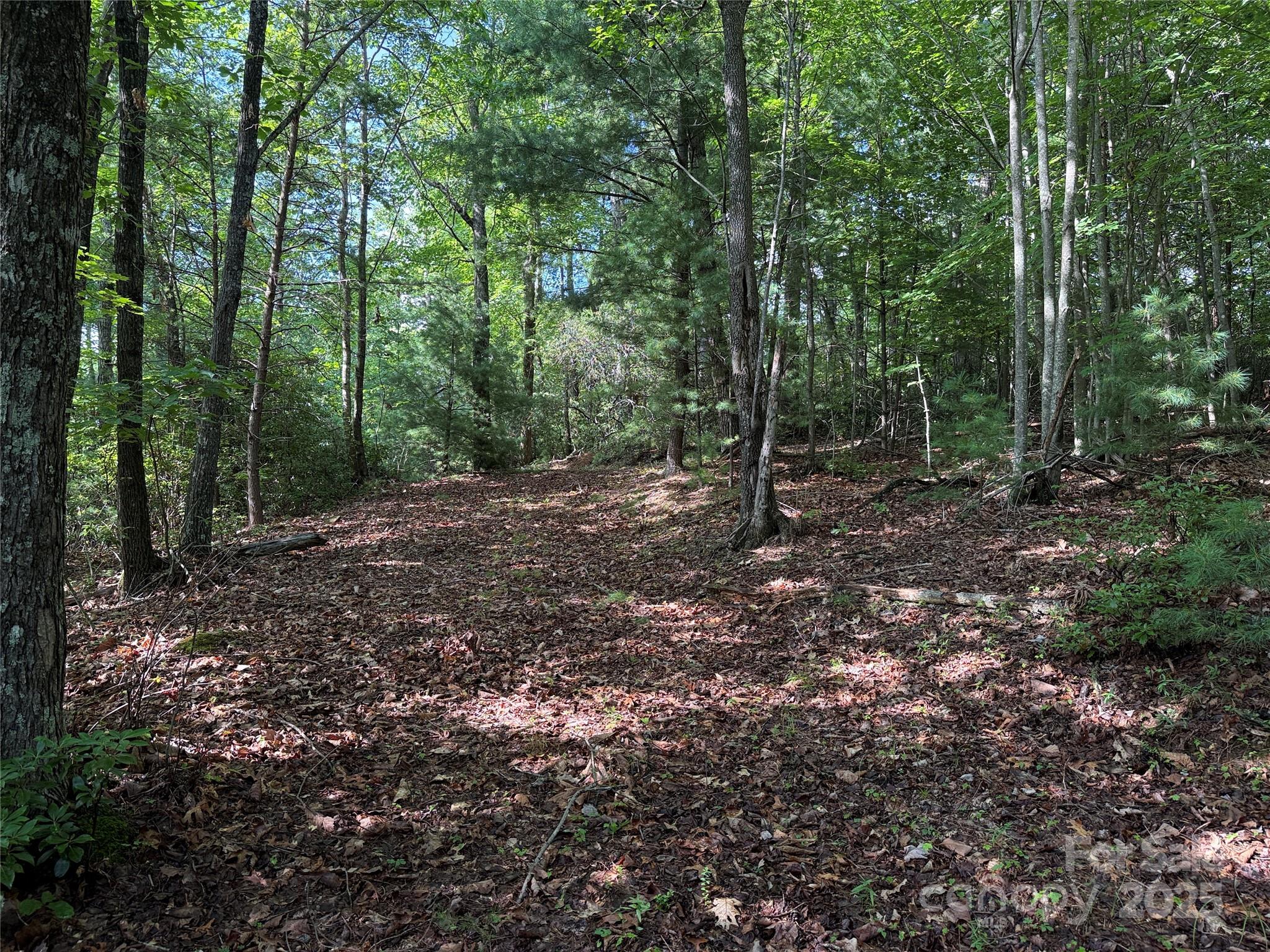 Tbd Deer Run, Unit 231 Purlear, NC 28665 - Photo 3 of 37 a view of a forest with trees in the background