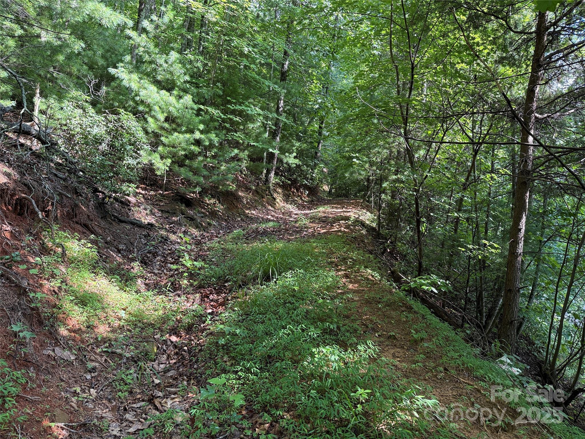 Tbd Deer Run, Unit 231 Purlear, NC 28665 - Photo 8 of 37 a view of a forest with lots of trees