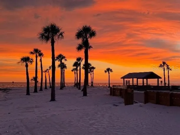 a view of a backyard with a palm tree