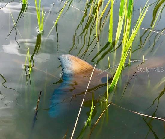 3314 Fernleaf Drive Hernando Beach, FL 34607 - Photo 22 of 33 a map view of a garden