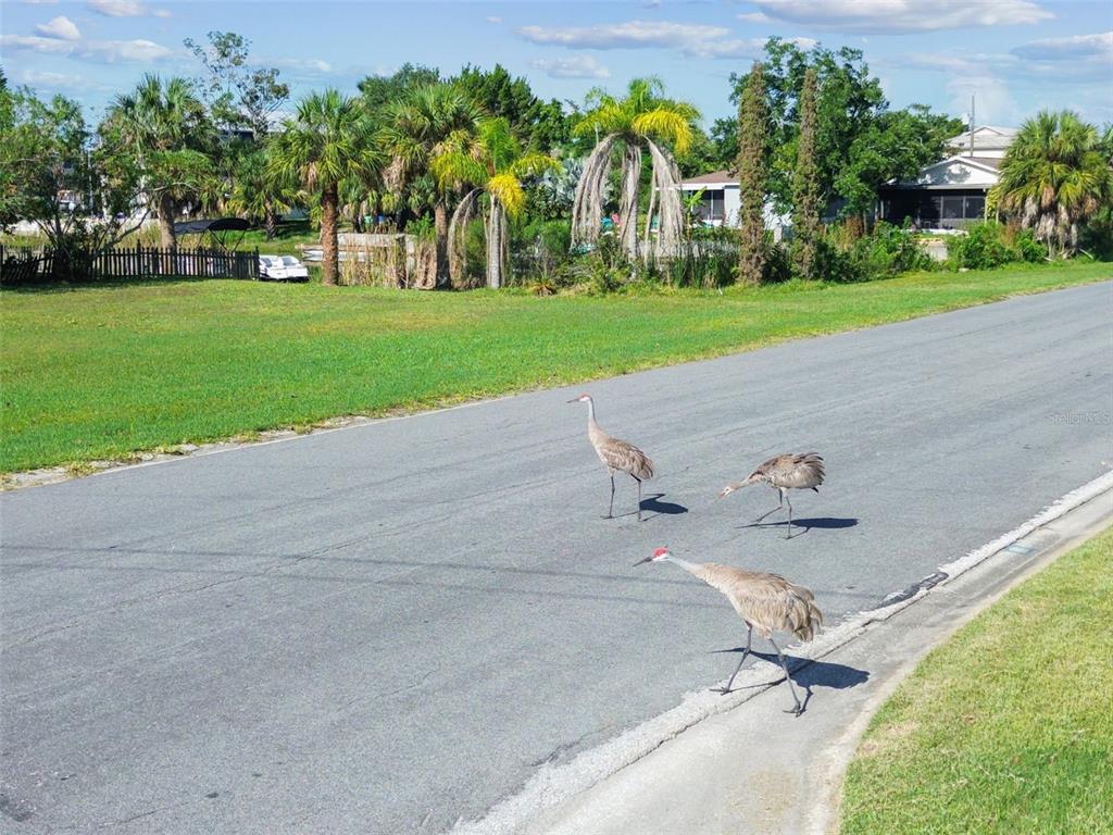 3314 Fernleaf Drive Hernando Beach, FL 34607 - Photo 25 of 33 a view of outdoor space and yard