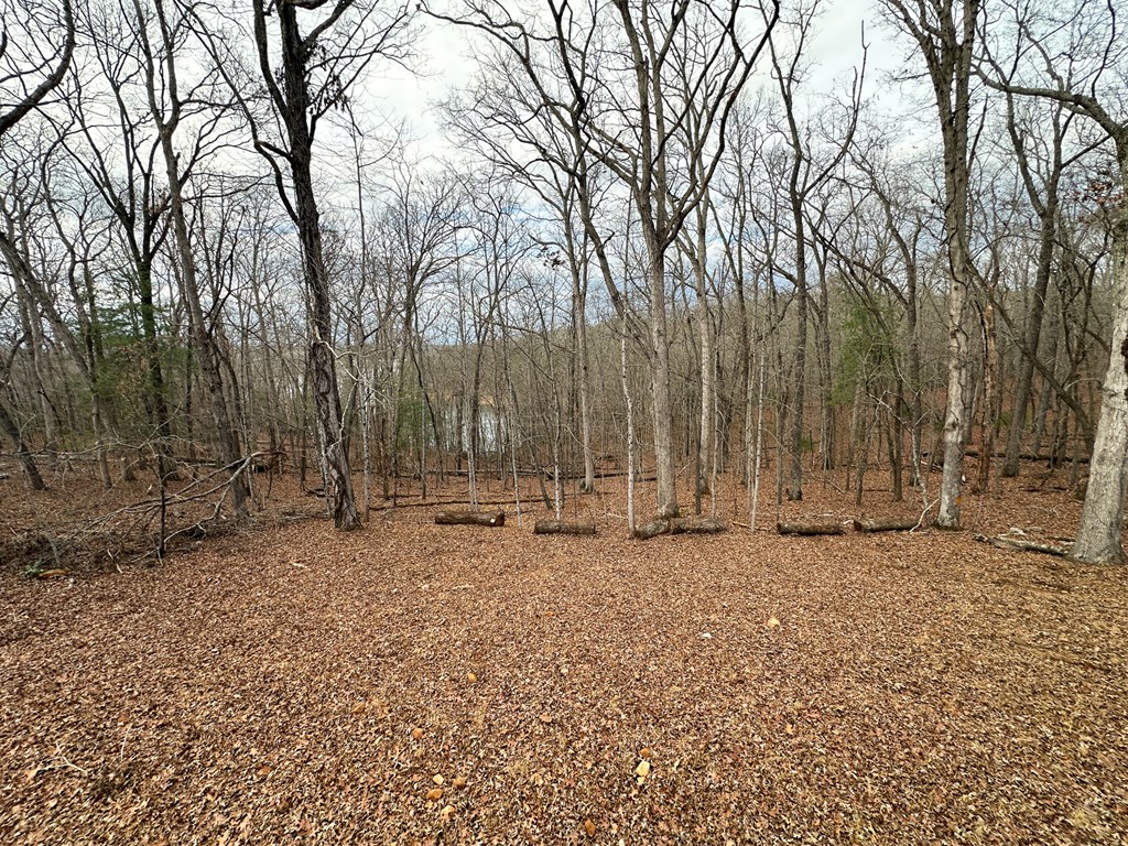 660 Old Toccoa Road Morganton, GA 30560 - Photo 11 of 45 a view of a outdoor space with trees