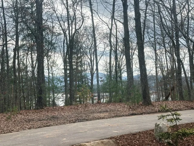 a view of a yard with trees