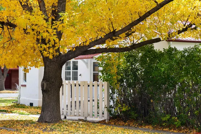 a view of a field with large trees