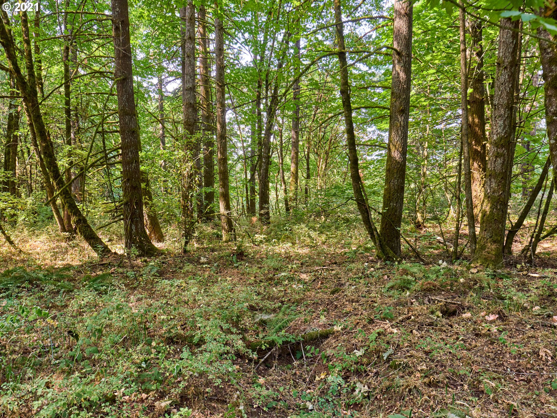 0 Northeast Kramien Road Newberg, OR 97132 - Photo 7 of 11 Gallery Image 7
