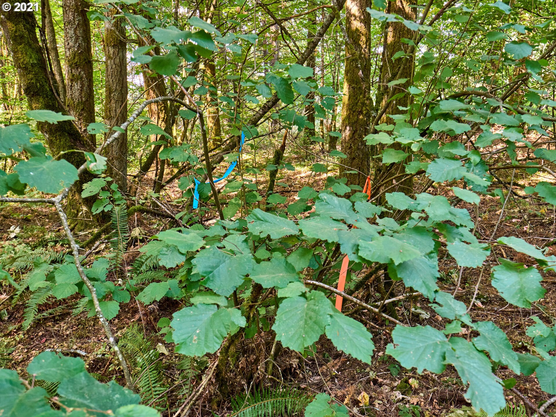 0 Northeast Kramien Road Newberg, OR 97132 - Photo 8 of 11 Gallery Image 8