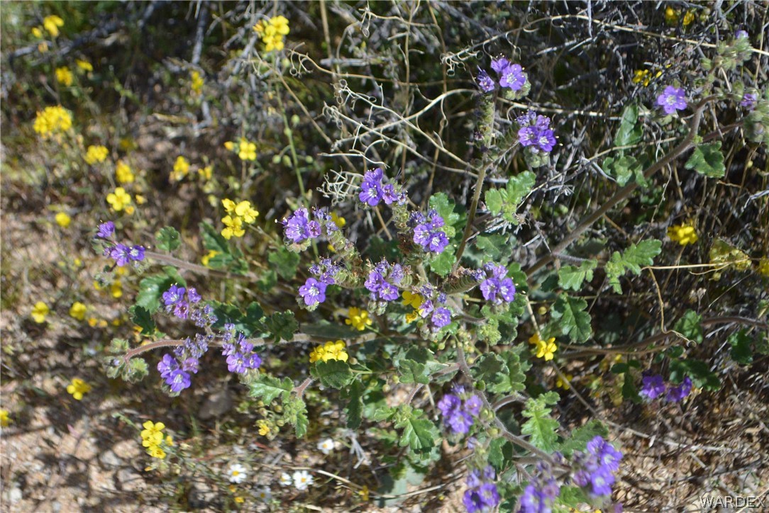 3529 East Arroyo Road Yucca, AZ 86438 - Photo 30 of 34