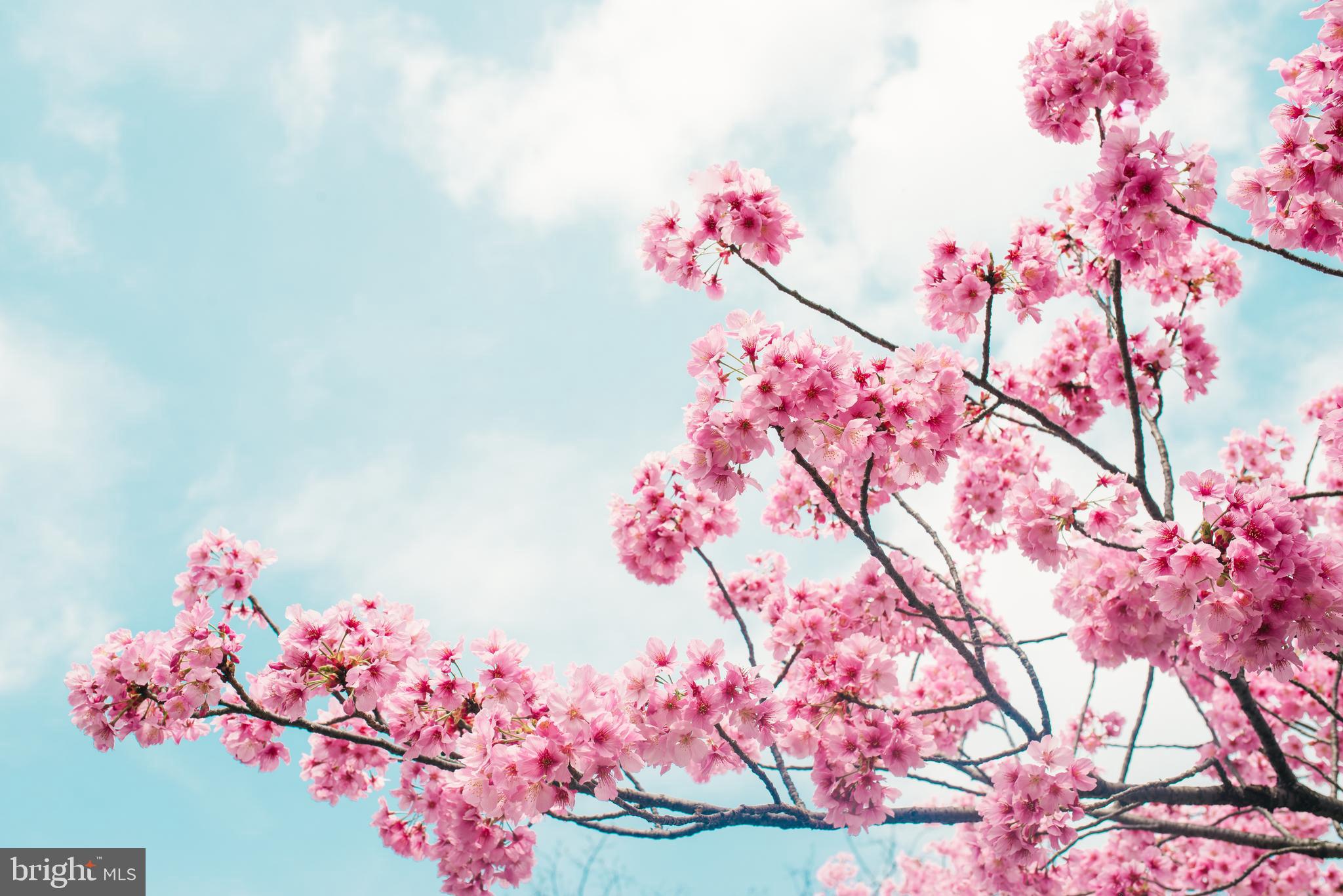 2333 Liberty Loop Herndon, VA 20171 - Photo 33 of 42