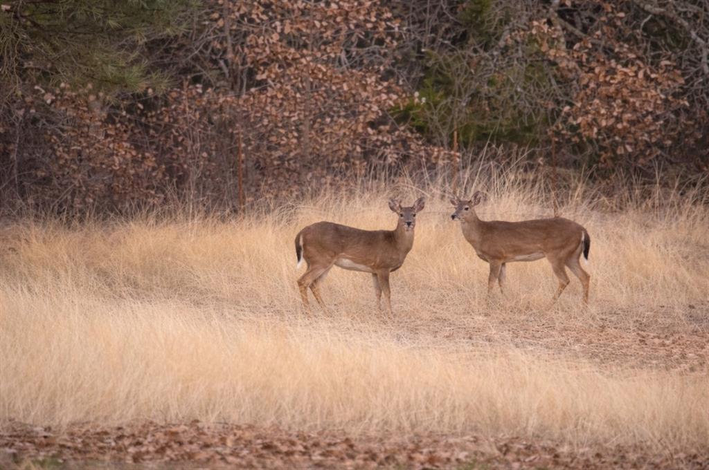 4879 Cobb Road Kingston, OK 73439 - Photo 8 of 10