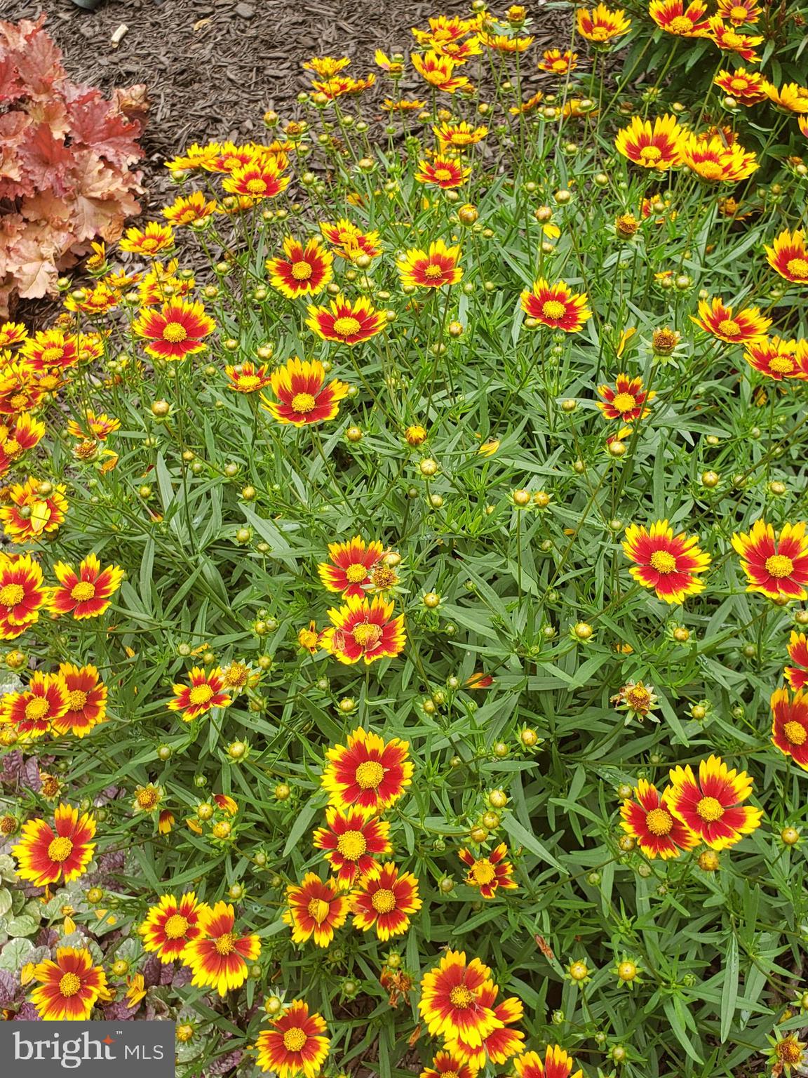 9010 Gue Road Damascus, MD 20872 - Photo 76 of 88 Spring Surprises