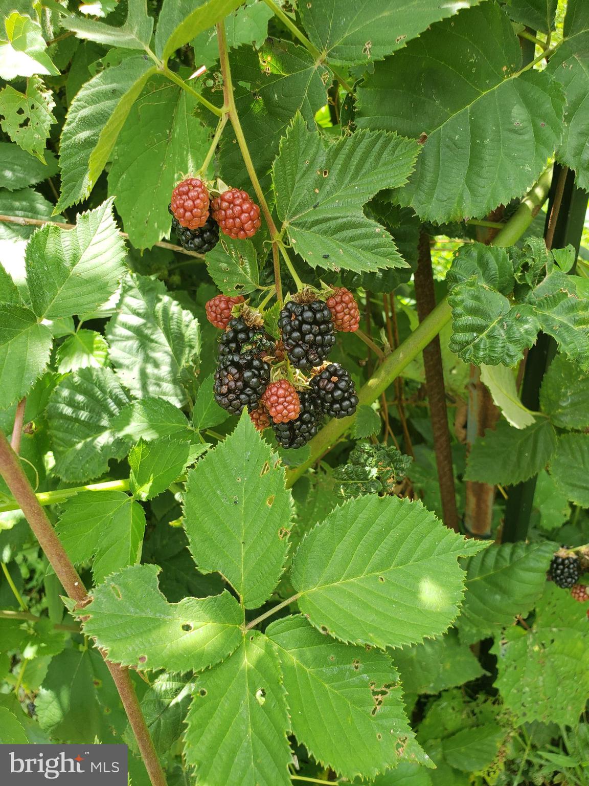 9010 Gue Road Damascus, MD 20872 - Photo 83 of 88 Spring Surprises