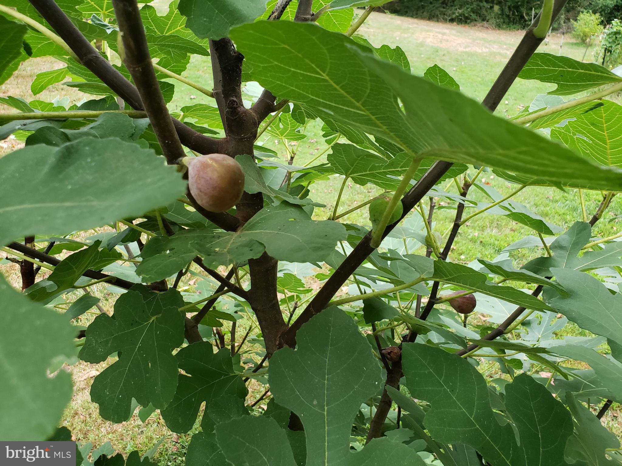 9010 Gue Road Damascus, MD 20872 - Photo 85 of 88 Spring Surprises - fig tree