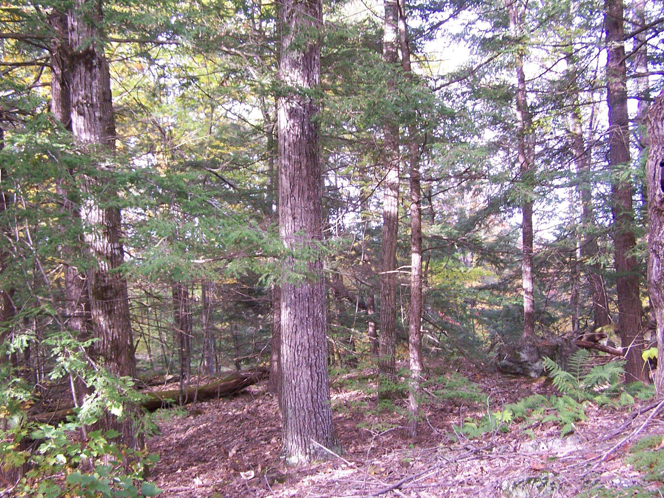 194 Rowe Mountain Road Bradford, NH 03221 - Photo 3 of 6