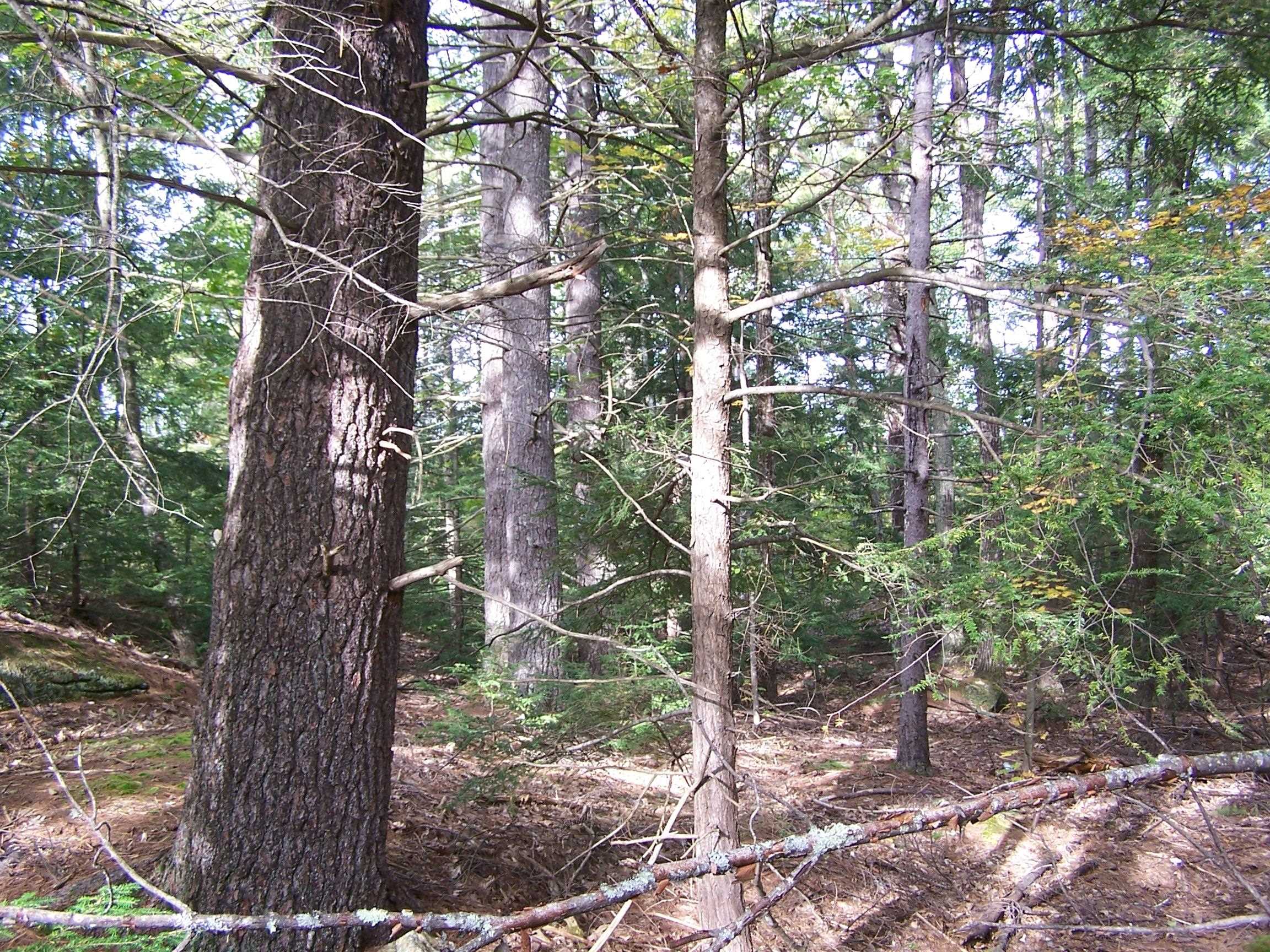 194 Rowe Mountain Road Bradford, NH 03221 - Photo 5 of 6