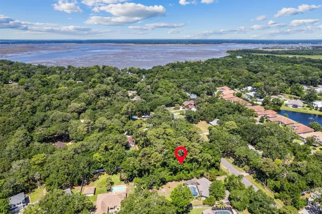 a view of a yard with plants and large trees