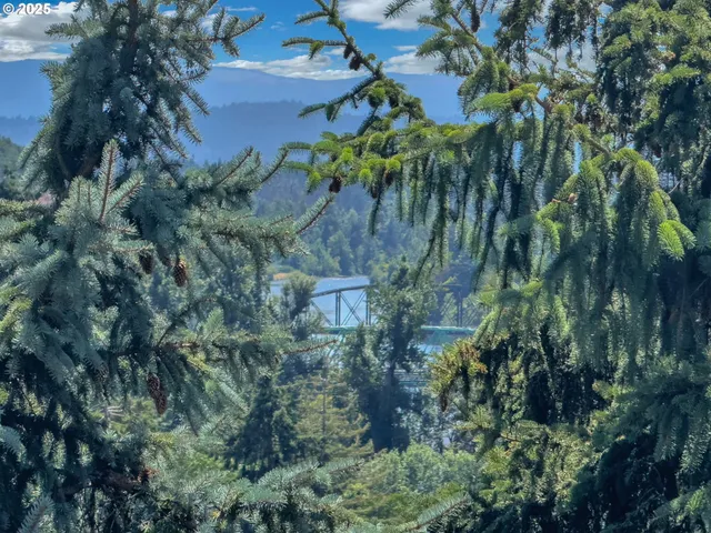 a plant with lots of trees