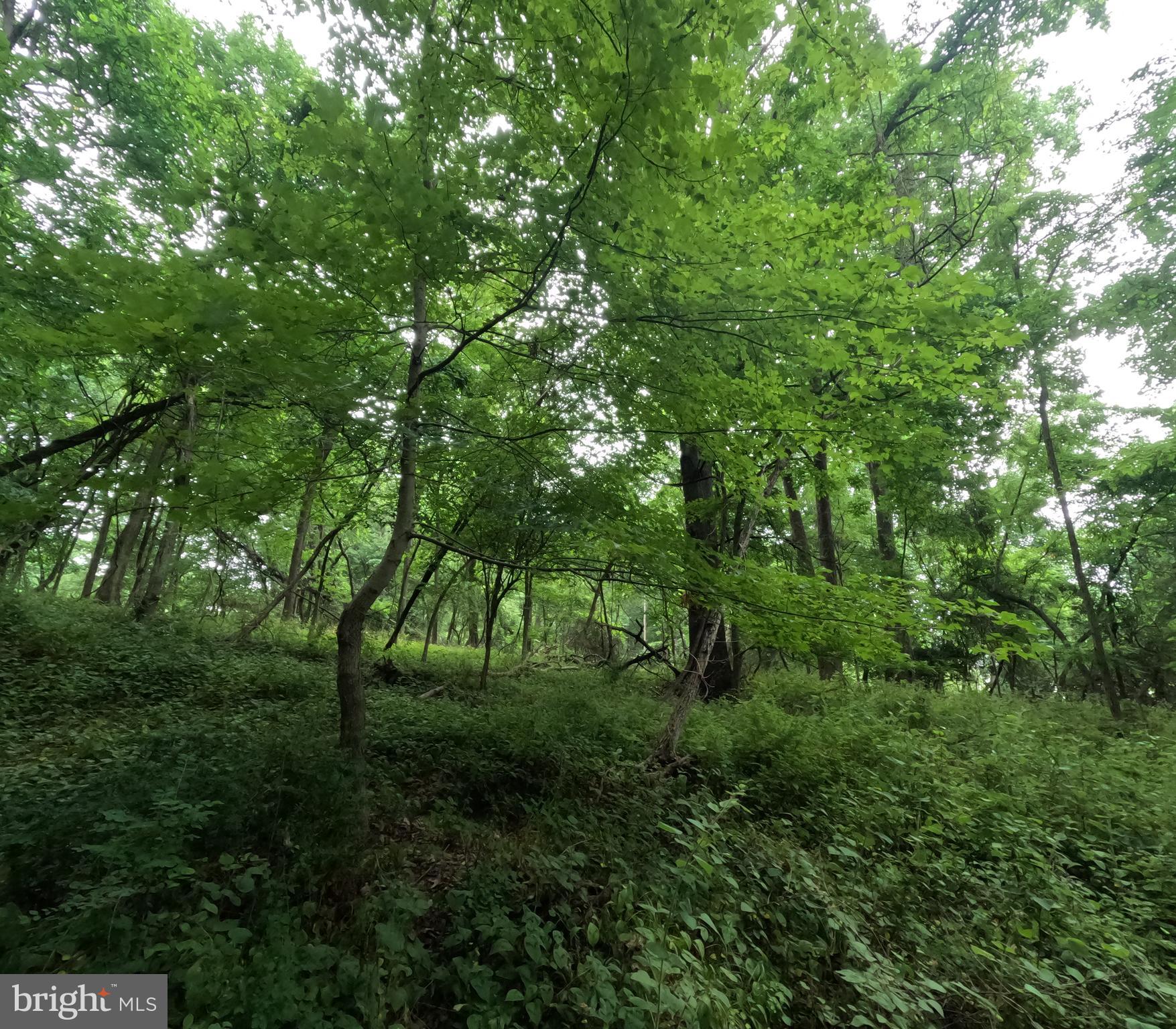 15600 Radwick Lane Silver Spring, MD 20906 - Photo 5 of 19 Gallery Image 5