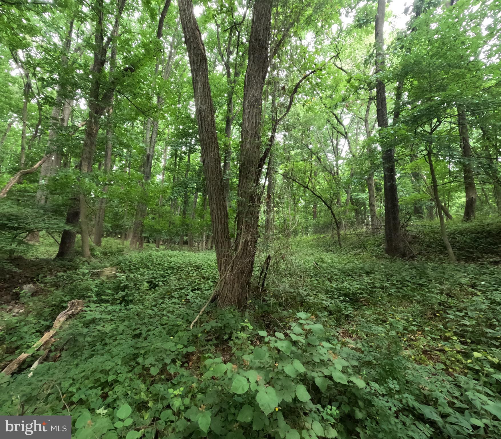 15600 Radwick Lane Silver Spring, MD 20906 - Photo 10 of 19 Gallery Image 10
