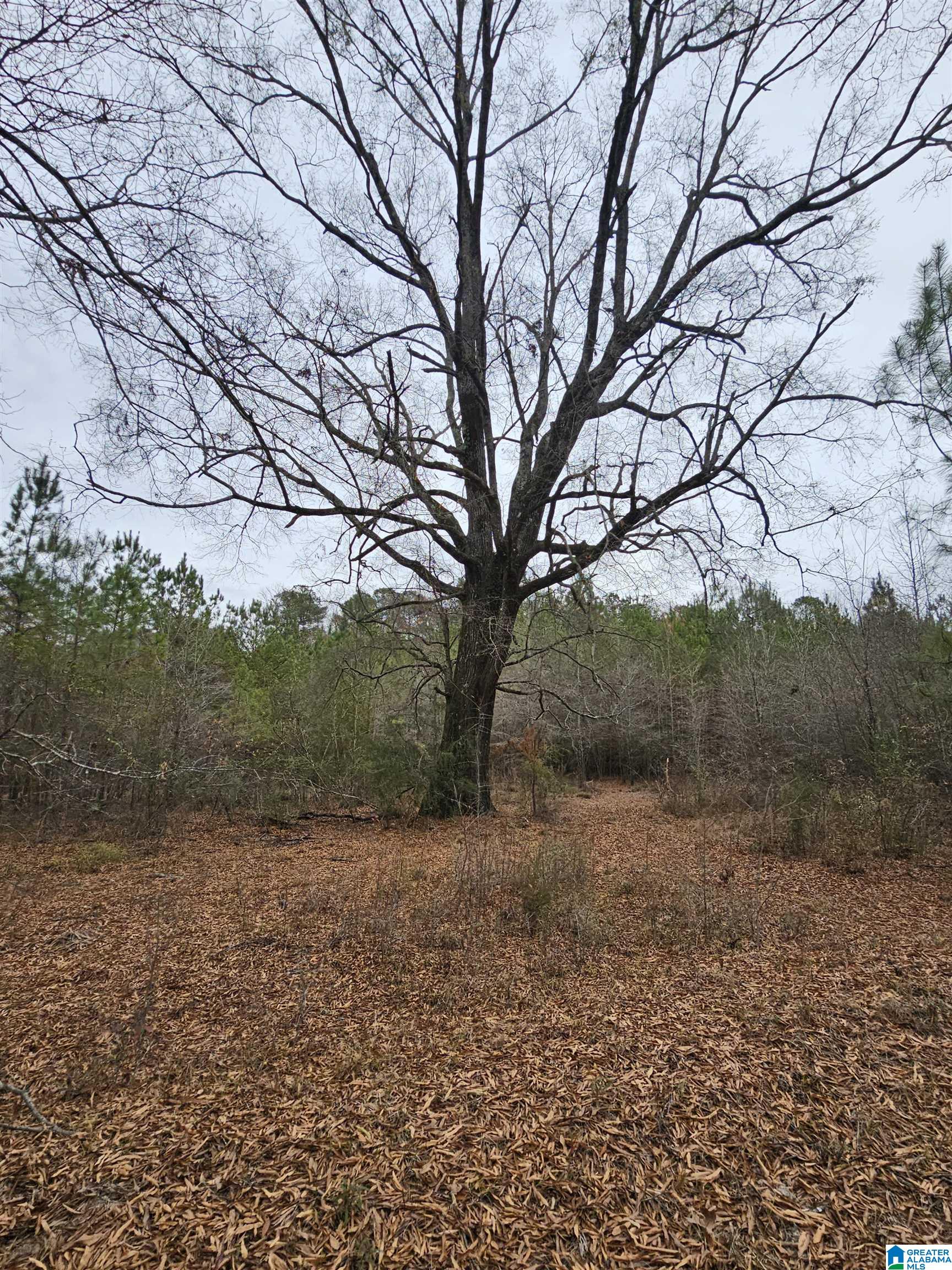 0 County Road 724 Calera, AL 35040 - Photo 1 of 18
