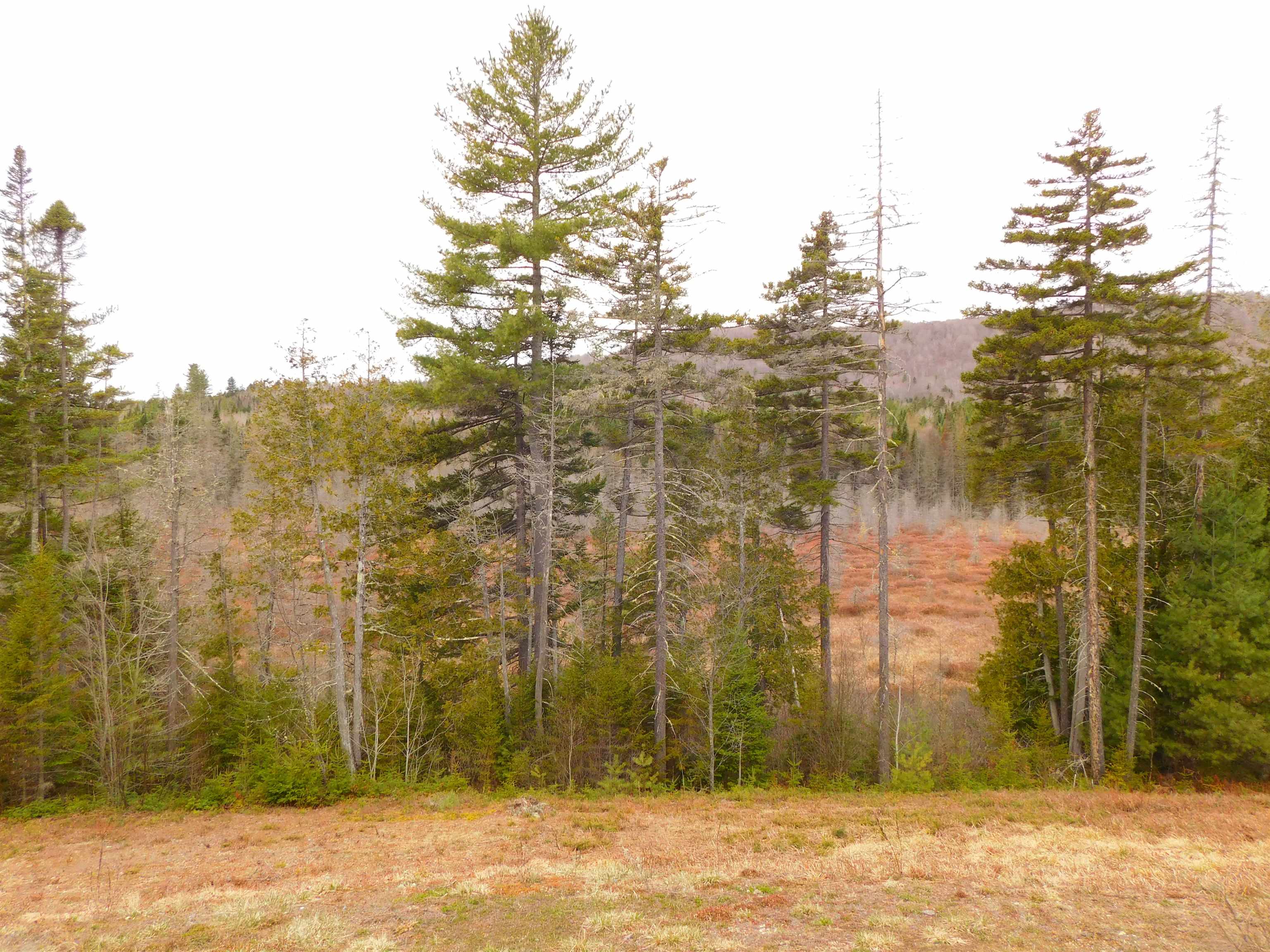 63 Stump Road Errol, NH 03579 - Photo 14 of 49