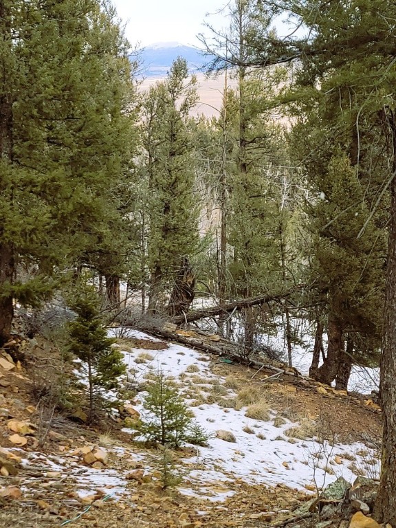 403 Redhill Road Fairplay, CO 80440 - Photo 12 of 40 a view of a yard with a tree