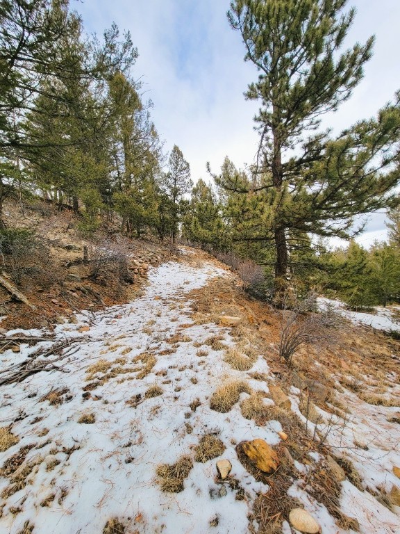 403 Redhill Road Fairplay, CO 80440 - Photo 13 of 40 a view of a yard with a tree