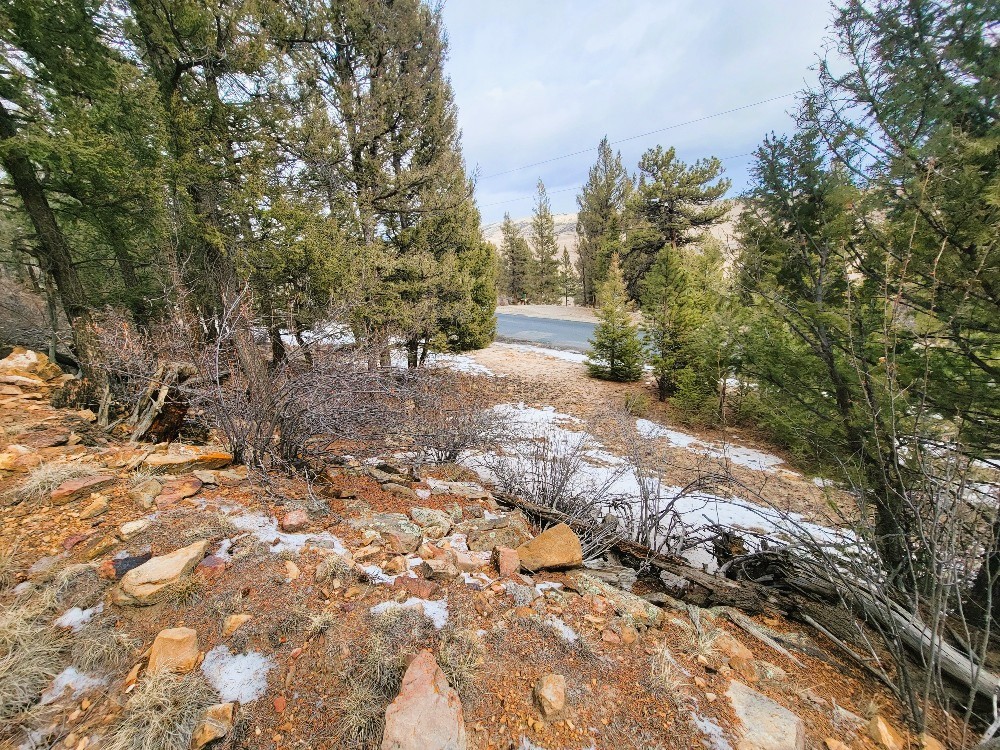 403 Redhill Road Fairplay, CO 80440 - Photo 14 of 40 a view of a yard with plants and trees
