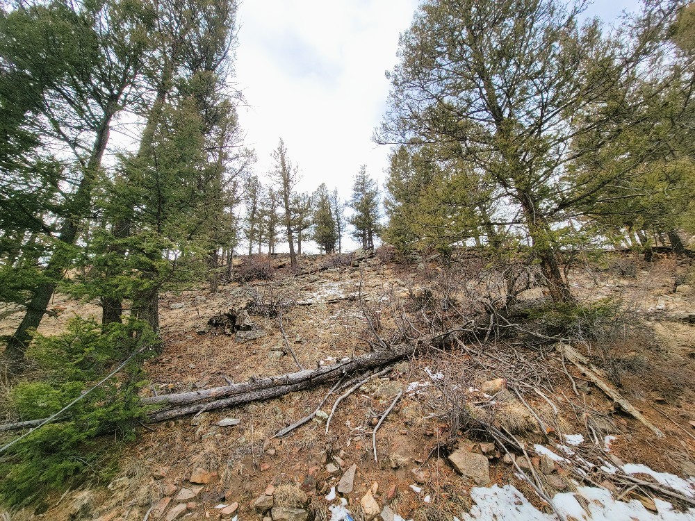 403 Redhill Road Fairplay, CO 80440 - Photo 15 of 40 a view of a yard with trees
