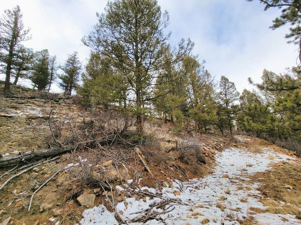 403 Redhill Road Fairplay, CO 80440 - Photo 16 of 40 a view of a yard with trees in back