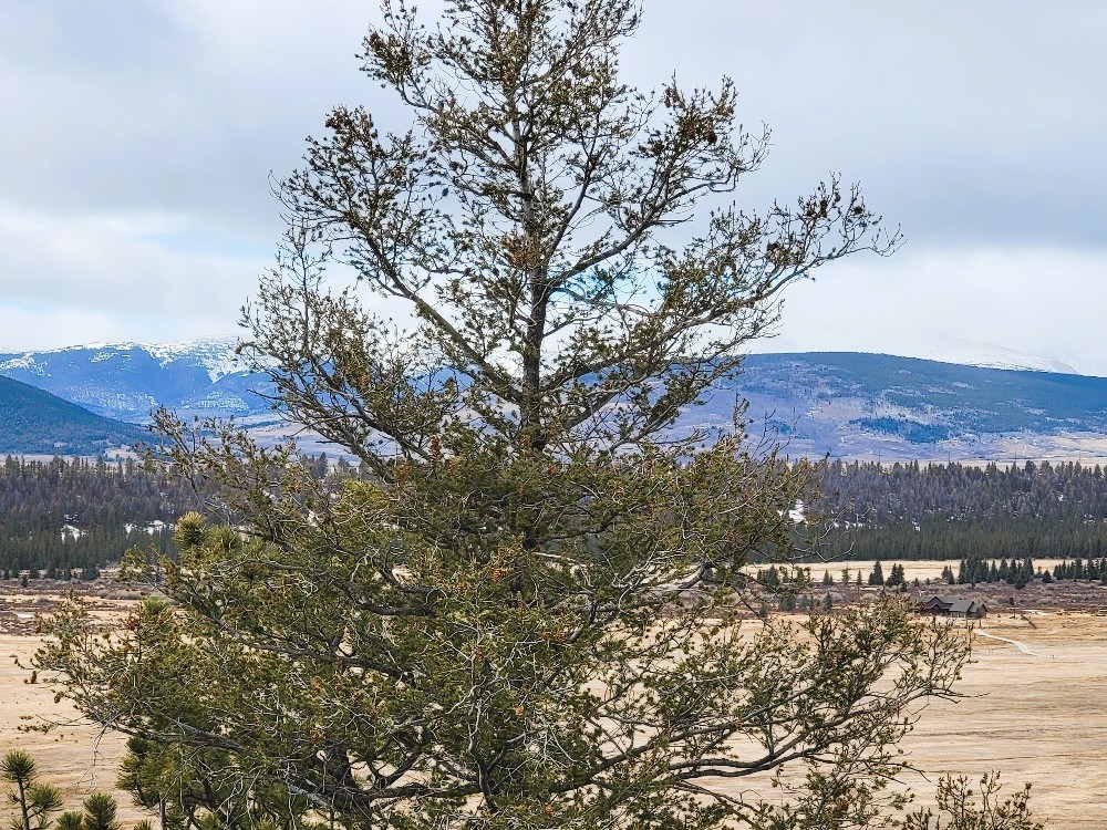 403 Redhill Road Fairplay, CO 80440 - Photo 24 of 40 a view of lake