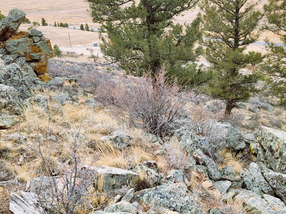 403 Redhill Road Fairplay, CO 80440 - Photo 25 of 40 a view of a yard with a tree