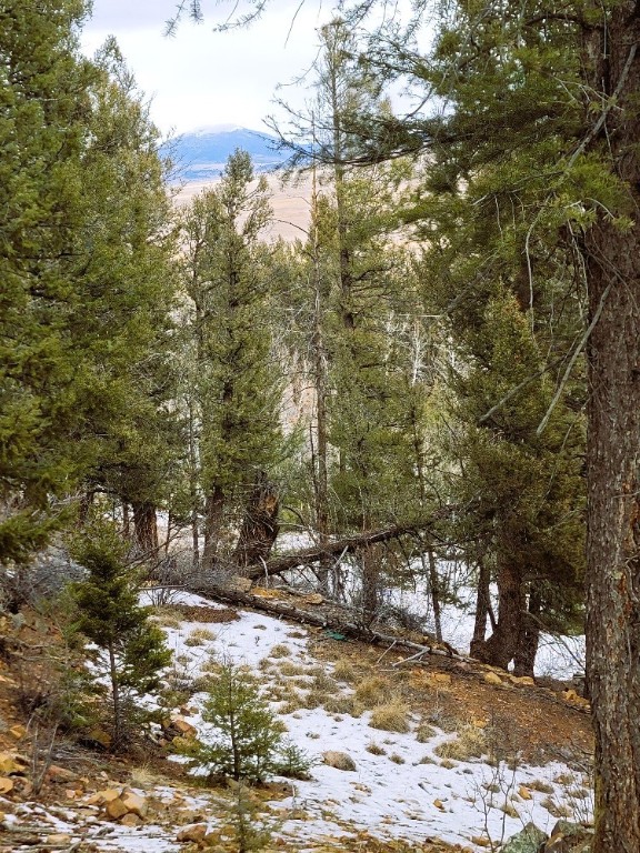 403 Redhill Road Fairplay, CO 80440 - Photo 29 of 40 a view of a yard with trees