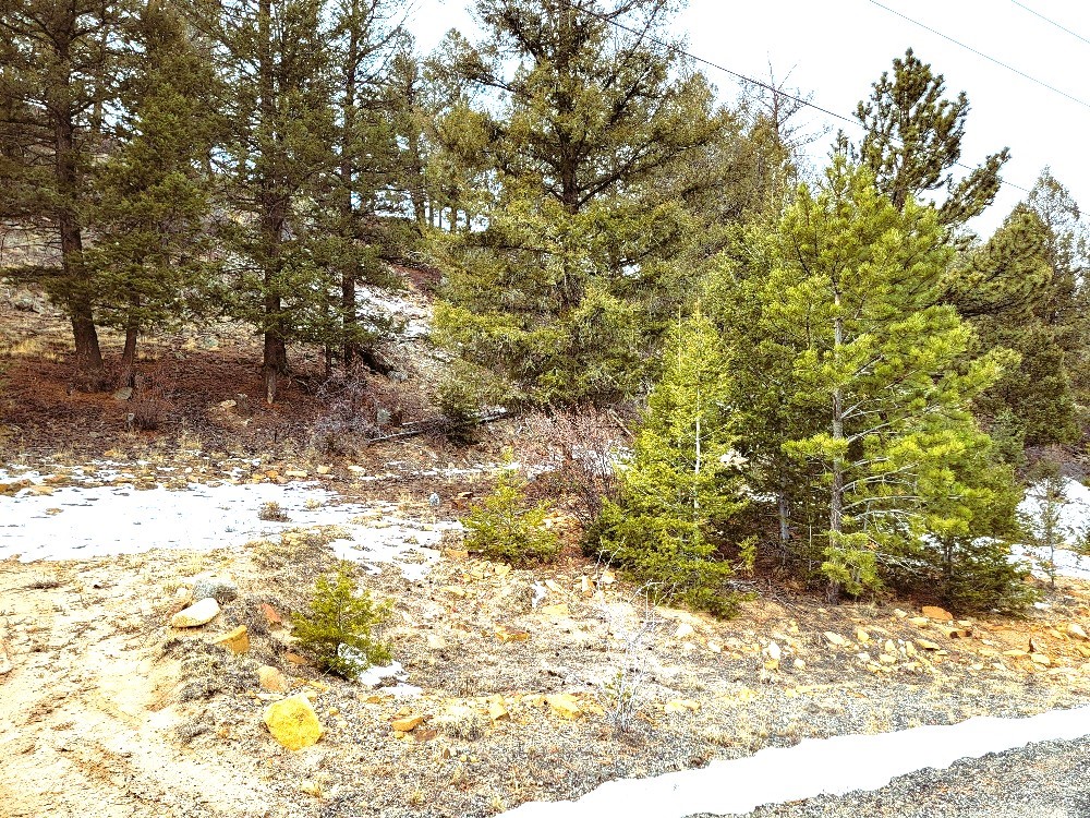 403 Redhill Road Fairplay, CO 80440 - Photo 31 of 40 a view of a yard with large trees