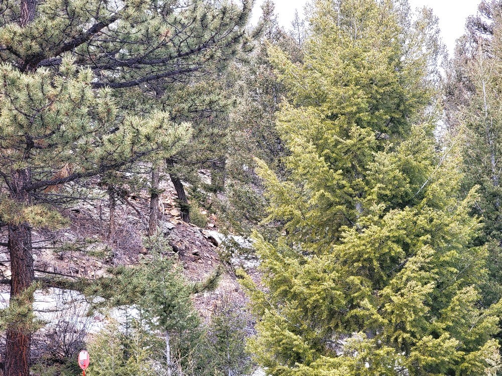 403 Redhill Road Fairplay, CO 80440 - Photo 33 of 40 a view of a yard with a tree