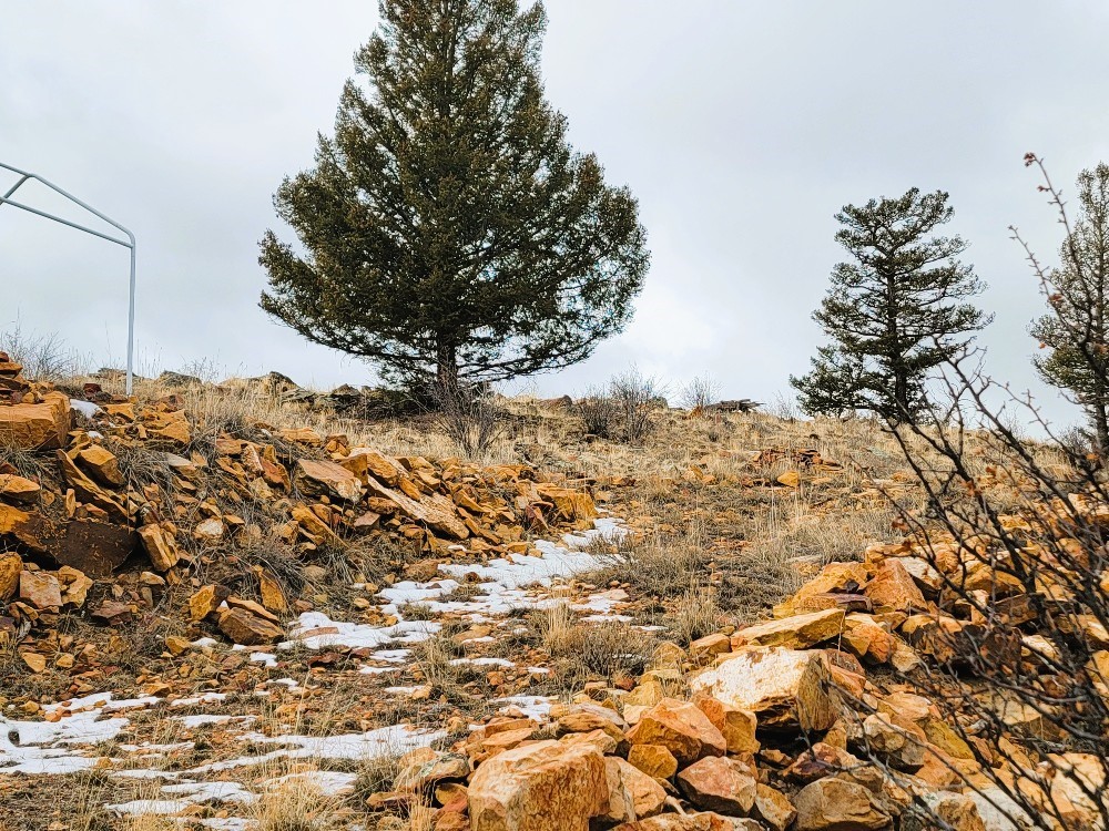 403 Redhill Road Fairplay, CO 80440 - Photo 35 of 40 a view of a large tree