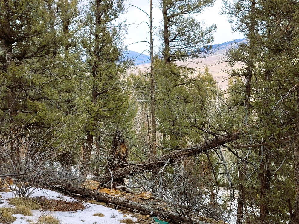 403 Redhill Road Fairplay, CO 80440 - Photo 38 of 40 a view of a forest filled with trees