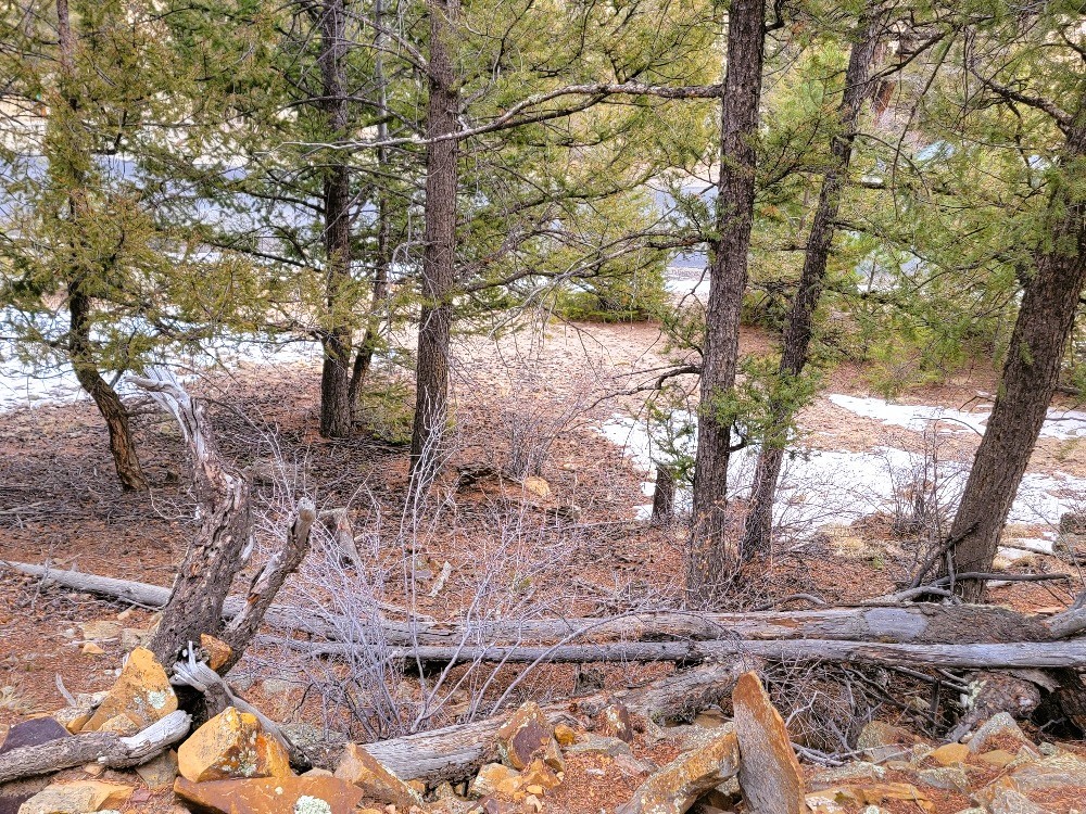 403 Redhill Road Fairplay, CO 80440 - Photo 40 of 40 a backyard of a house with large trees
