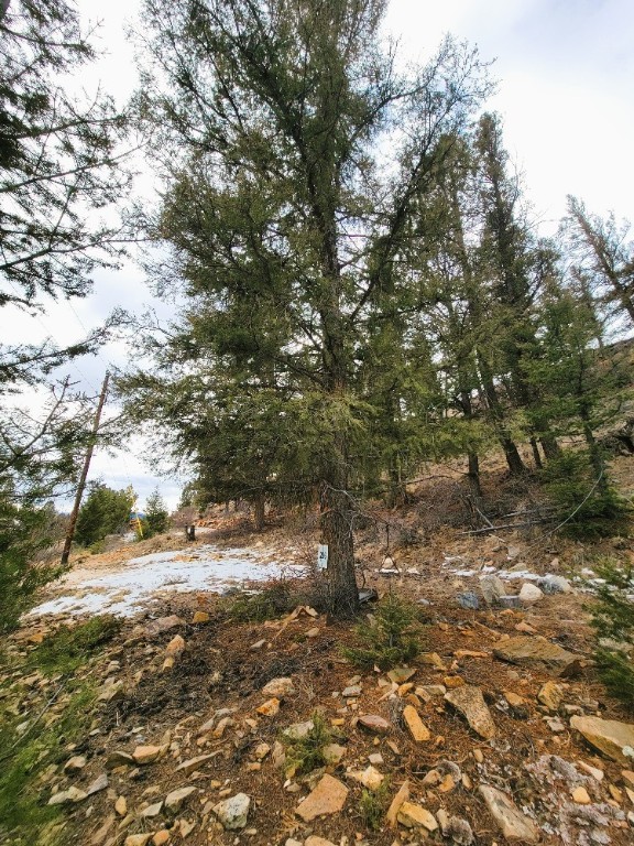 403 Redhill Road Fairplay, CO 80440 - Photo 10 of 40 a view of a yard with a tree
