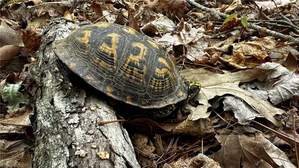 $1,984,400 | 6802 Highway 18, Boomer, NC 28606