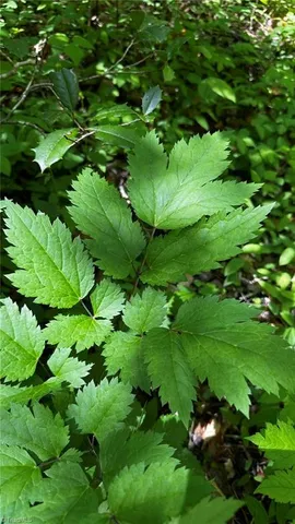 $1,984,400 | 6802 Highway 18, Boomer, NC 28606